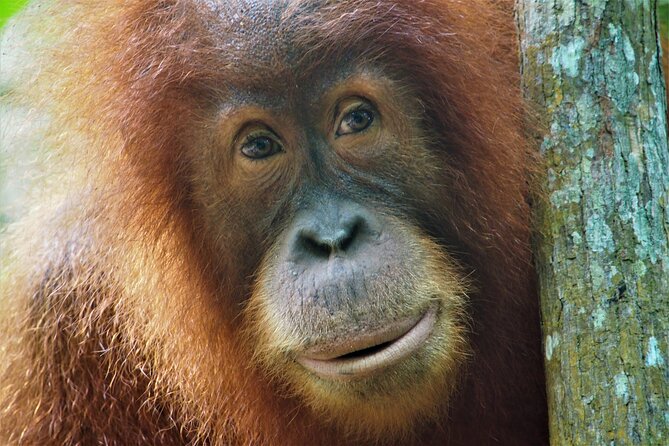2-Day Jungle Trekking & Rafting in North Sumatra - Walking into Gunung Leuser at 9 a.m.