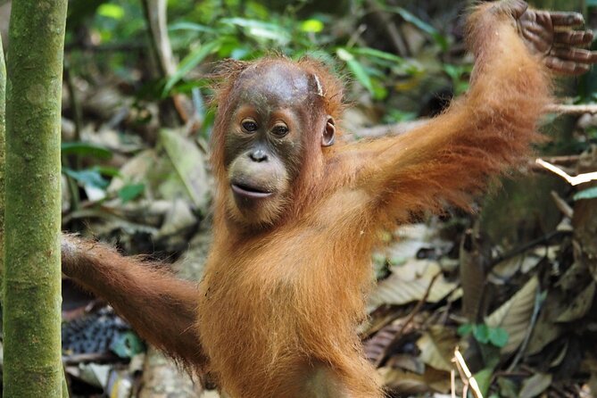 2-Day Jungle Trekking & Rafting in North Sumatra - Orangutans, gibbons, and the quiet work of looking