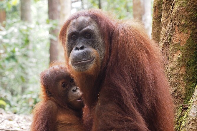 2-Day Jungle Trekking & Rafting in North Sumatra - Rafting back to Bukit Lawang