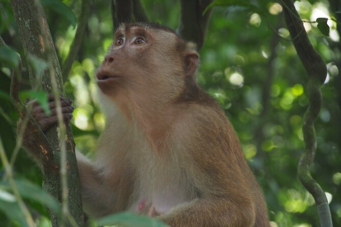 2-Day Jungle Trekking & Rafting in North Sumatra - Guides, group size, and the pace of the day