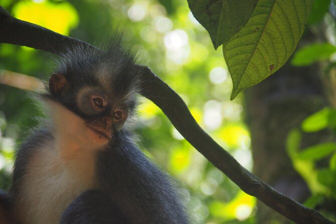 2-Day Jungle Trekking & Rafting in North Sumatra - Who should book this jungle trek