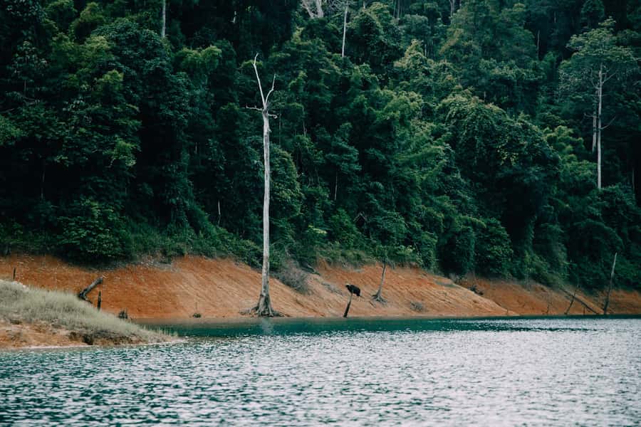 2 Days Khao Sok with Overnight at Cheow Lan Lake Raft House - Who should book this two-day Khao Sok tour?