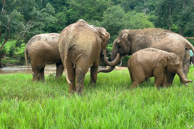 4 in 1 Elephants Long Neck Rafting and Sticky Waterfall Tour - Key points to know before booking