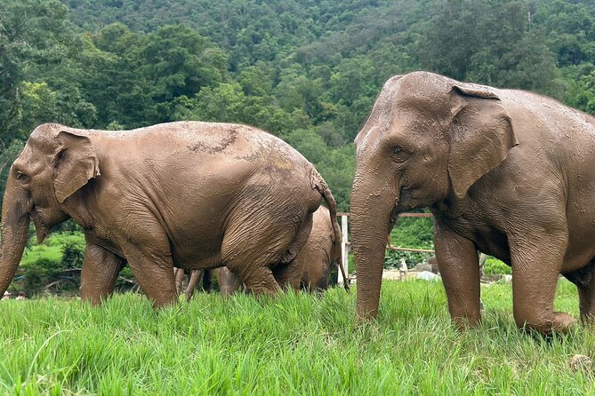 4 in 1 Elephants Long Neck Rafting and Sticky Waterfall Tour - Meeting elephants without a show