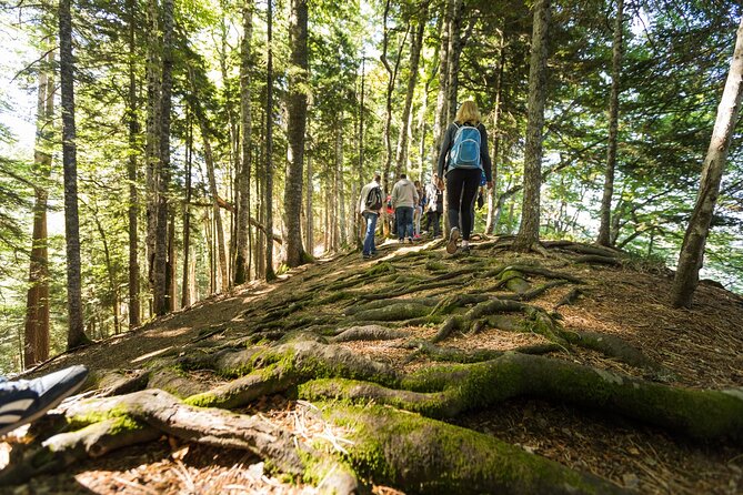 6 Day Tour - Trekking, Rafting, Jeep safari and Canyoning - Day 5: Perućica rainforest and mountain jeep roads
