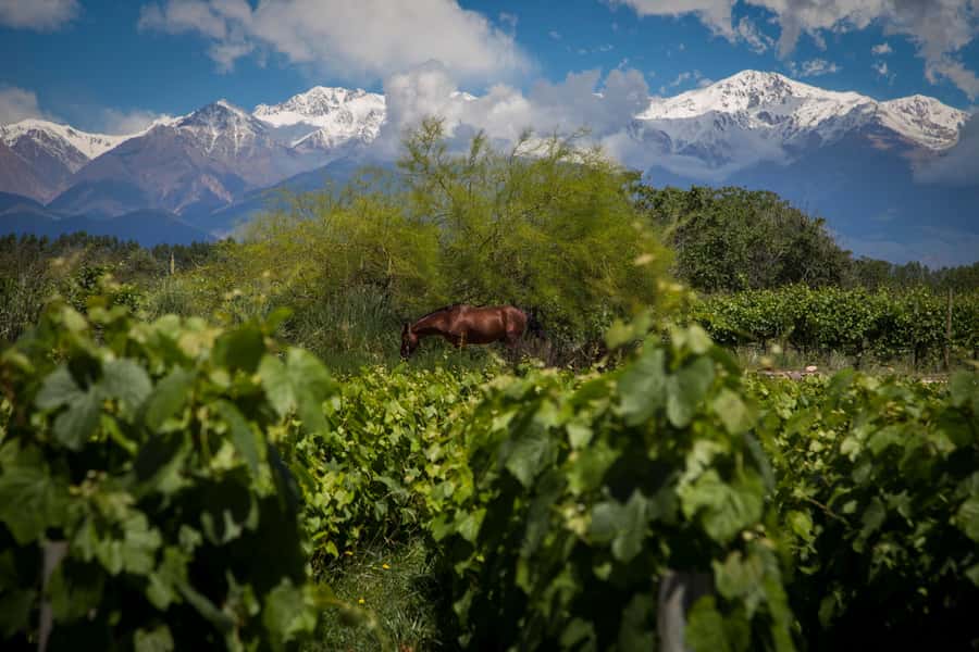 Adventure & Flavor: Breakfast, Rafting & Asado in Mendoza - What the $220 price covers