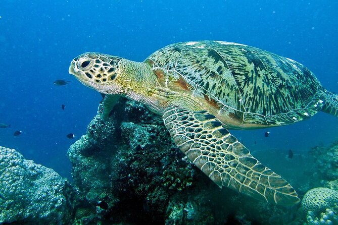 Adventure Rafting - Mooloolaba Turtle Tour - Mudjimba Island and the turtle question