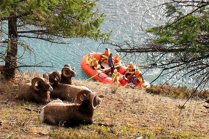 Athabasca River Easy Scenic Raft Trip - A gentle rafting trip through Jasper National Park