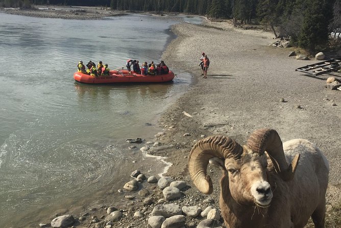 Athabasca River Easy Scenic Raft Trip - Scenery and the chance of wildlife