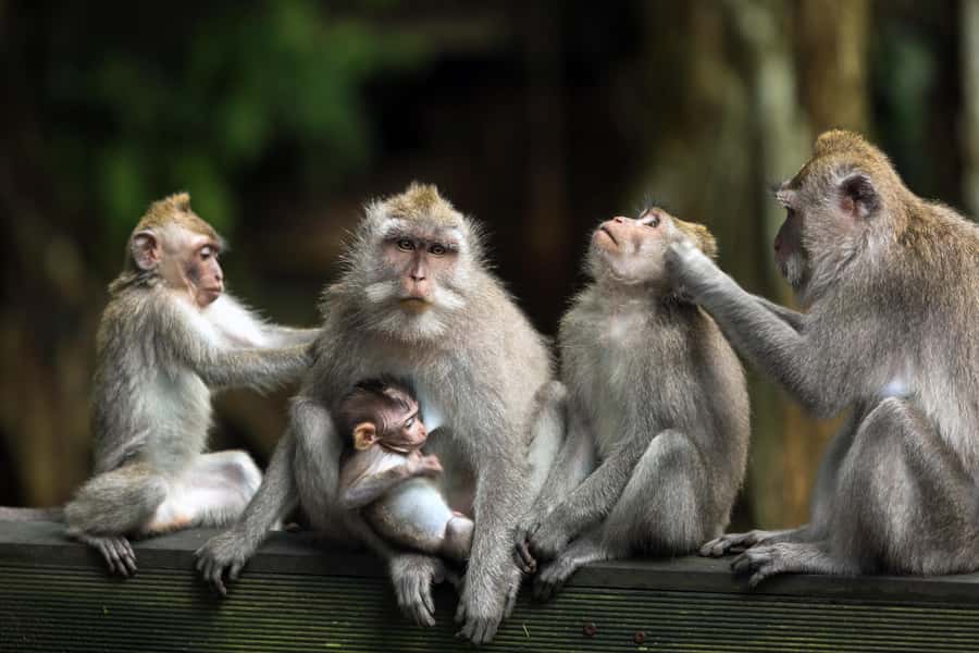 Bali: ATV, Water Rafting, and Monkey Forest Tour - Lunch, showers, and the practical side