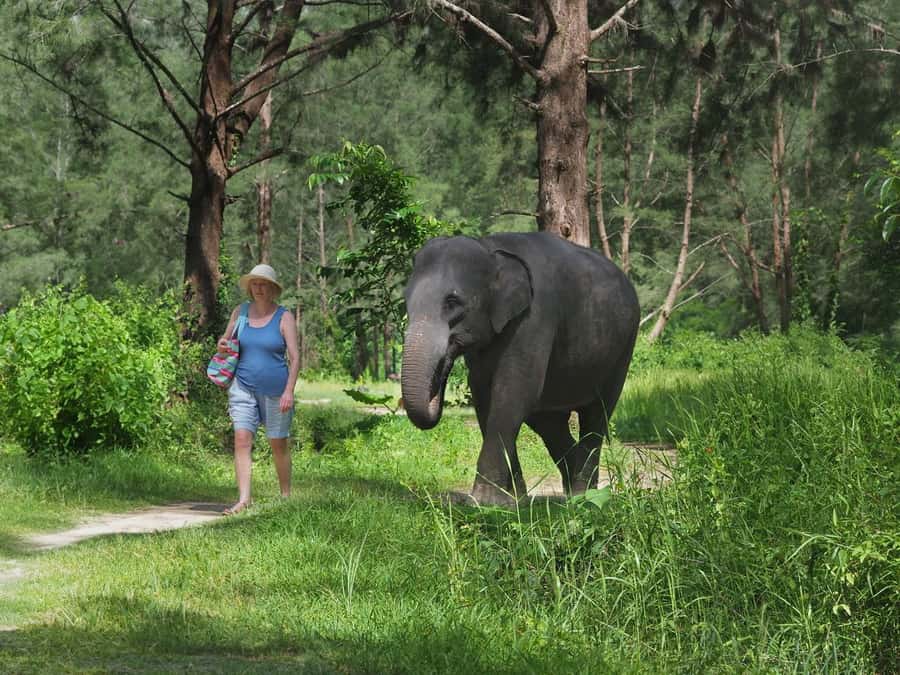 Bamboo Rafting, Waterfall, lunch, Elephant, and Turtle Tour - What this Khao Lak day is really like