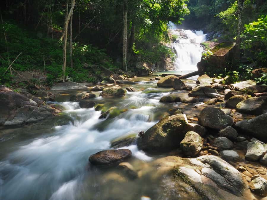 Bamboo Rafting, Waterfall, lunch, Elephant, and Turtle Tour - Bathing and feeding elephants without riding