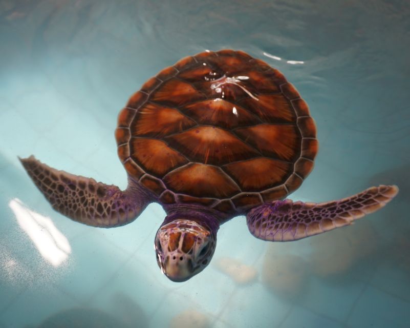 Bamboo Rafting, Waterfall, lunch, Elephant, and Turtle Tour - Lampi Waterfall and the final swim