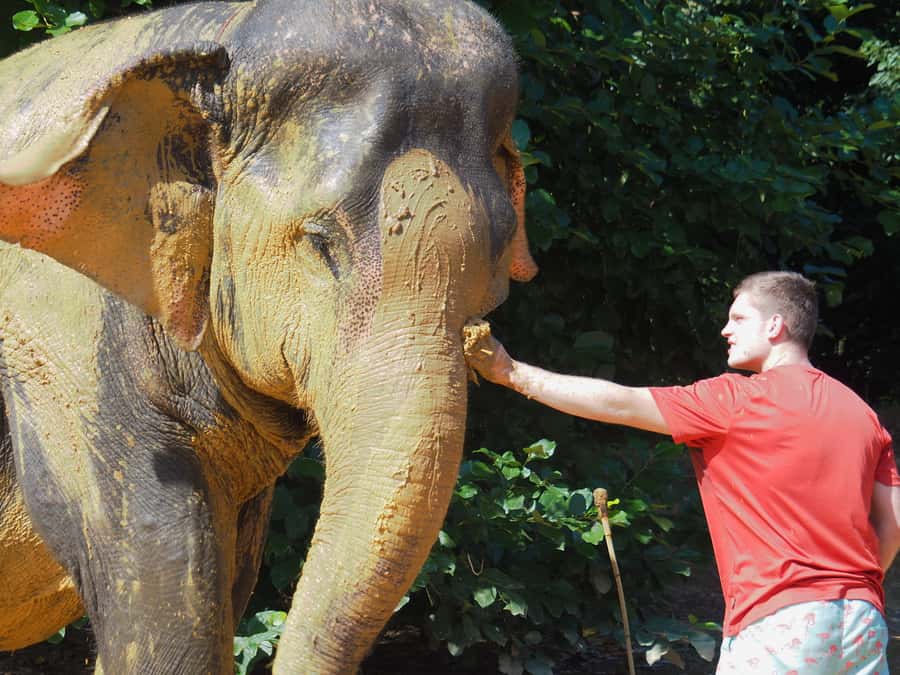 Bamboo Rafting, Waterfall, lunch, Elephant, and Turtle Tour - Who will enjoy this day most?