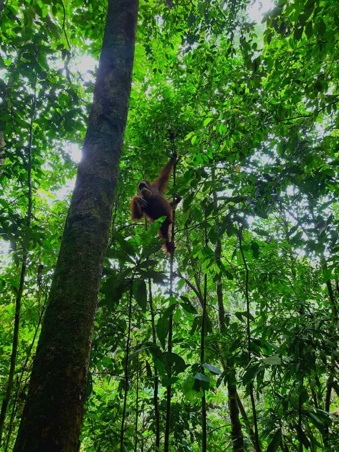 Bukit Lawang: Jungle Trekking and Rafting Day Trip - FAQ