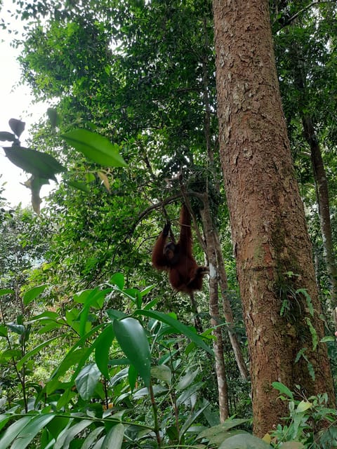 Bukit Lawang: Jungle Trekking and Rafting Day Trip - The Bahorok River and the inner-tube raft