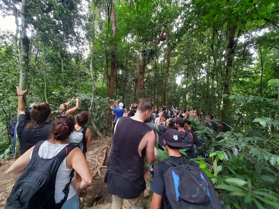 Bukit Lawang: Jungle Trekking and Rafting Day Trip - Should you book this Bukit Lawang day trip?