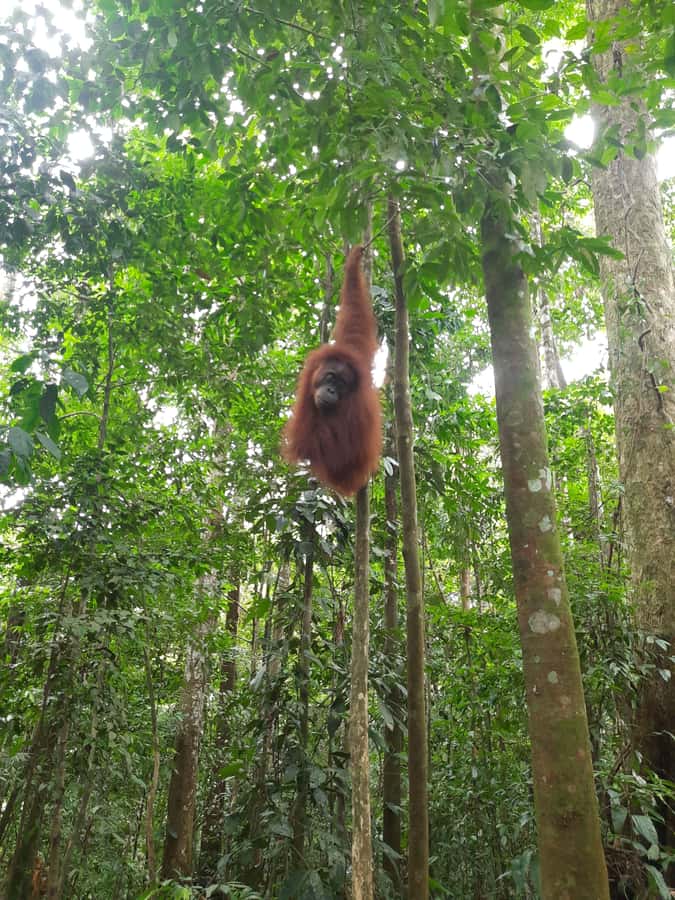 Bukit Lawang: Jungle Trekking and Rafting Day Trip - Lunch in Bukit Lawang before the forest