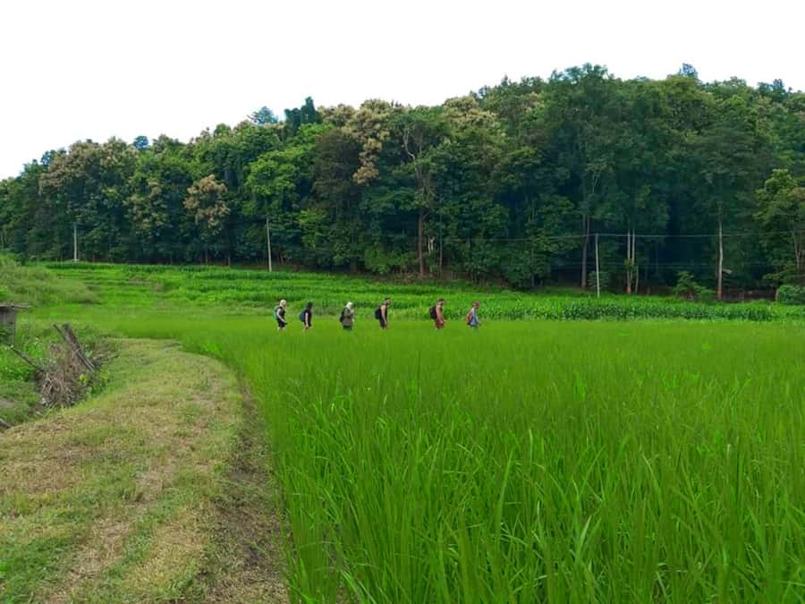 Chiang Mai: 2-Day Jungle Trek with Elephant Farm & Raft Ride - Meeting rescued elephants in the jungle