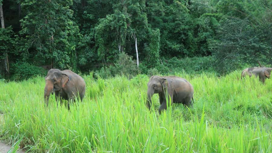 Chiang Mai: 2-Day Jungle Trek with Elephant Farm & Raft Ride - From Chiang Mai’s old town to the local market