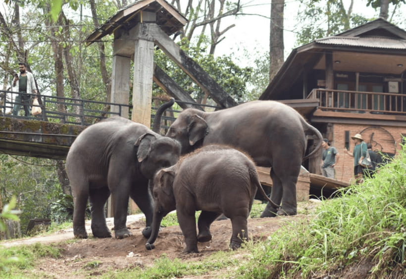 Chiang Mai: Bamboo Rafting with Hotel Transfers - Who will enjoy this outing most