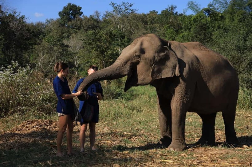 Chiang Mai: Elephant Sanctuary Bamboo Raft & Padthai Cooking - A full day with elephants, Pad Thai, and the Wang River