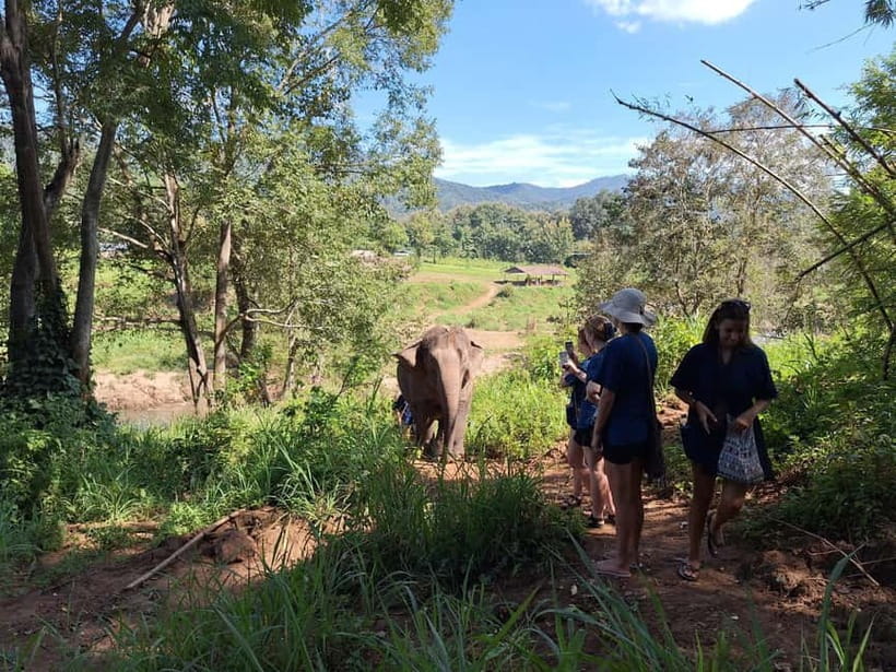 Chiang Mai: Elephant Sanctuary Bamboo Raft & Padthai Cooking - Who should book this day