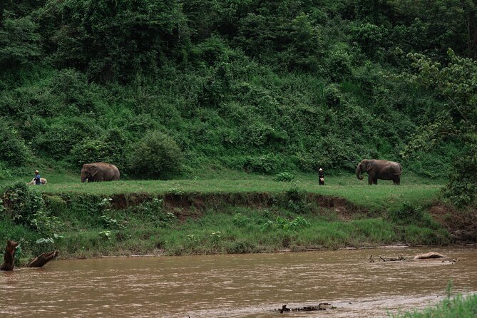 Chiang Mai Elephant Sanctuary, Bamboo Rafting and Waterfall Tour - Bua Tong Waterfall: climb the Sticky Waterfall