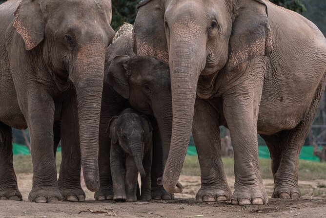 Chiang Mai Elephant Sanctuary, Bamboo Rafting and Waterfall Tour - Bamboo rafting through the Mae Tang scenery