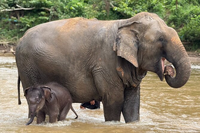 Chiang Mai Elephant Sanctuary, Bamboo Rafting and Waterfall Tour - What the guides add to the day