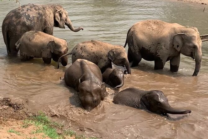 Chiang Mai Elephant Sanctuary, Bamboo Rafting and Waterfall Tour - Is $58.70 good value?