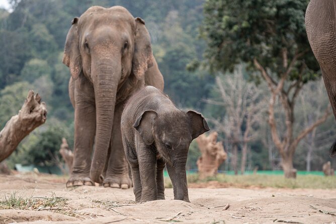 Chiang Mai Elephant Sanctuary, Bamboo Rafting and Waterfall Tour - Who will enjoy this tour most