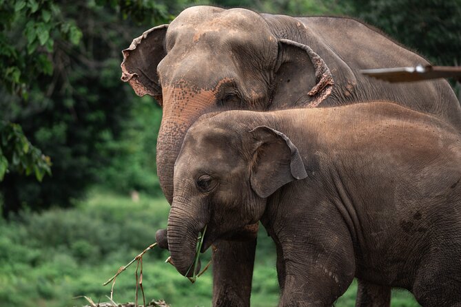 Chiang Mai Elephant Sanctuary, Bamboo Rafting and Waterfall Tour - New Elephant Home and a more careful approach