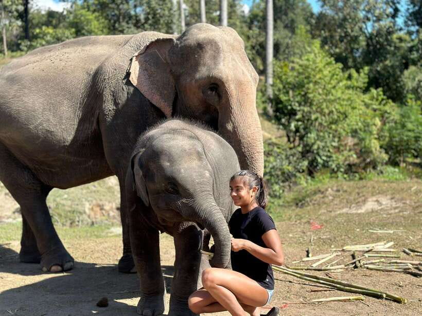 Chiang Mai: Elephant Sanctuary, Waterfall & Bamboo Rafting - Meeting the rescued elephants at Pon Elephant Thailand