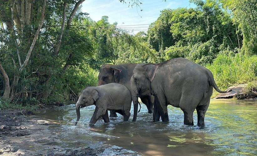 Chiang Mai: Elephant Sanctuary, Waterfall & Bamboo Rafting - Thai lunch and a relaxed change of pace