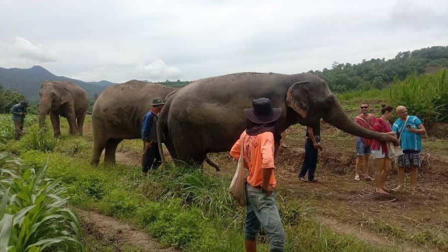 Chiang Mai Elephant Village Life: Long Neck & Bamboo Rafting - Is $70 fair for a full day?