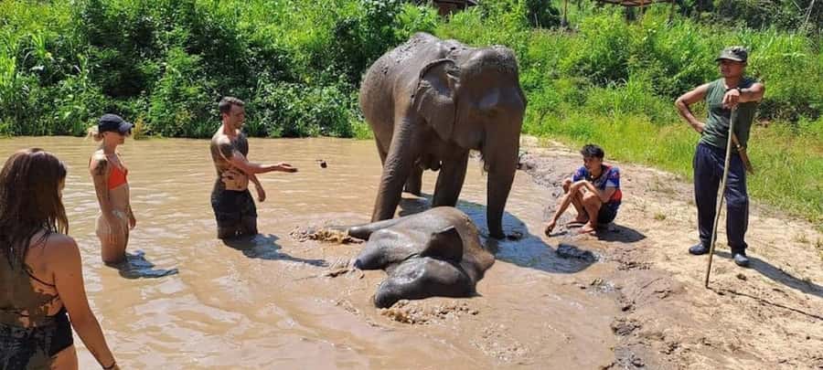 Chiang Mai Elephant Village Life: Long Neck & Bamboo Rafting - Walking beside elephants in their natural setting