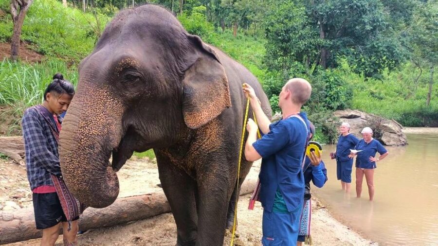 Chiang Mai Elephant Village Life: Long Neck & Bamboo Rafting - Mae Wang Waterfall and the forest walk