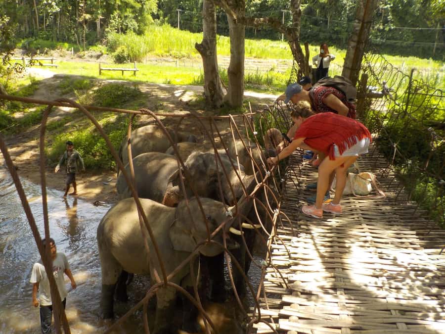 Chiang Mai Elephant Village Life: Long Neck & Bamboo Rafting - Bamboo rafting for the final 45 minutes