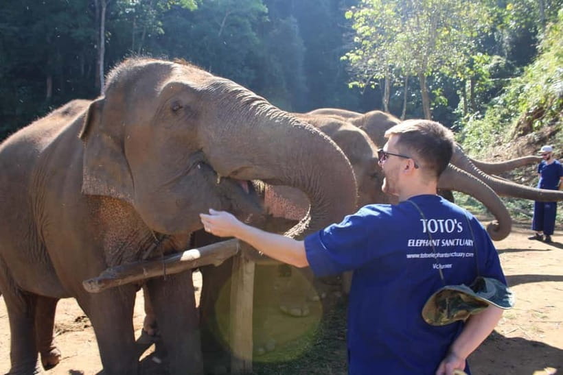 Chiang Mai: Elephants, Waterfall, and White Water Rafting - Meeting rescued elephants in Mae Taeng