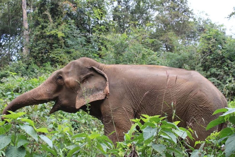 Chiang Mai: Elephants, Waterfall, and White Water Rafting - Rafting 5 km on the Mae Taeng River