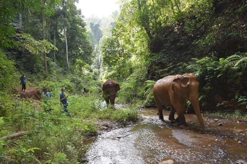 Chiang Mai: Elephants, Waterfall, and White Water Rafting - What the $77 price covers