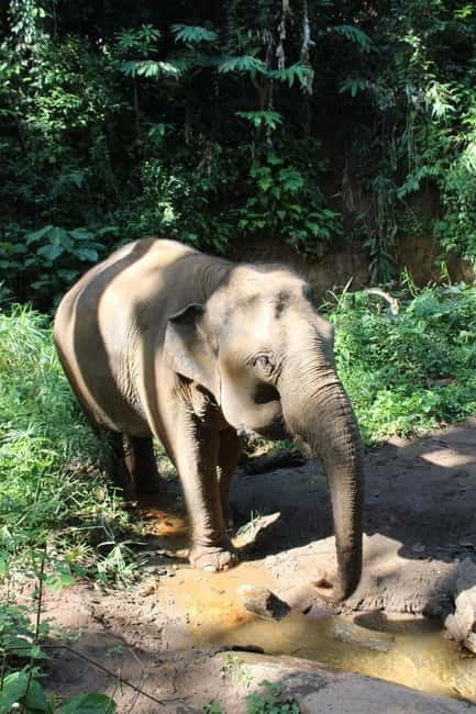 Chiang Mai: Elephants, Waterfall, and White Water Rafting - Who should book this Chiang Mai day trip?