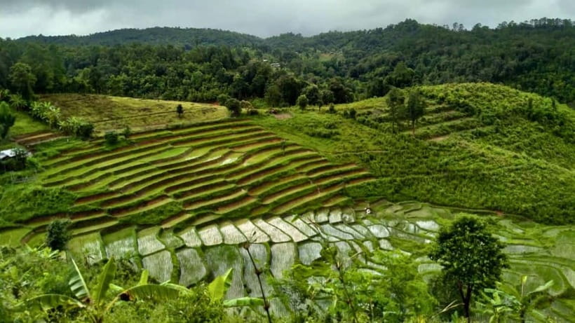 Chiang Mai: Jungle Trek, Elephants care & Bamboo Rafting - What the $58 price really covers