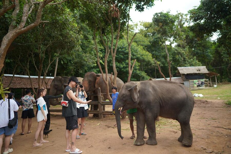 Chiang Mai: National Elephant Care, Rafting, & Ziplines Trip - Meeting elephants at Mae Wang