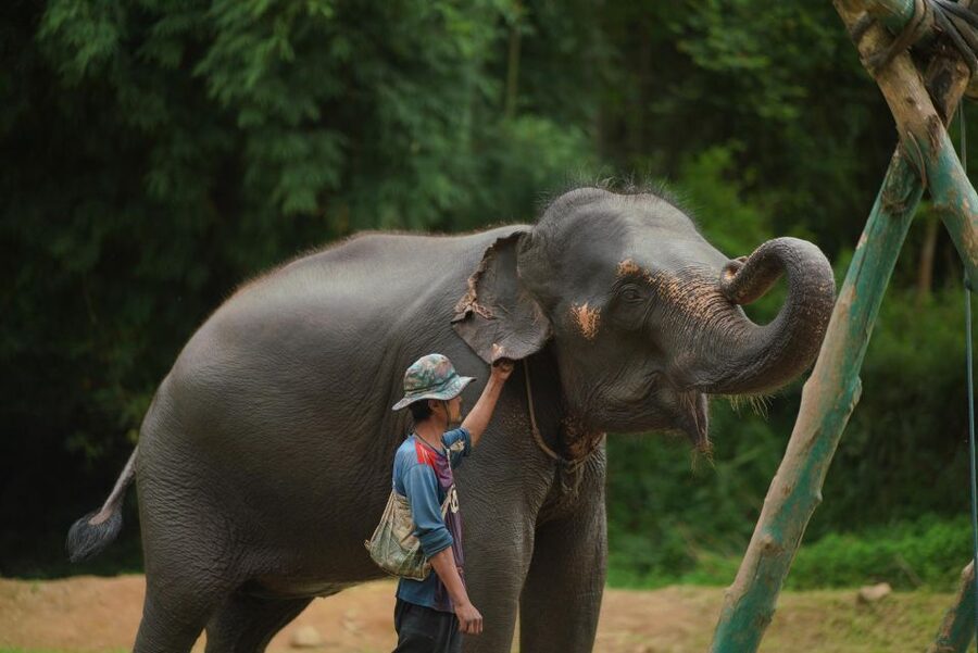 Chiang Mai: National Elephant Care, Rafting, & Ziplines Trip - Who should book this day