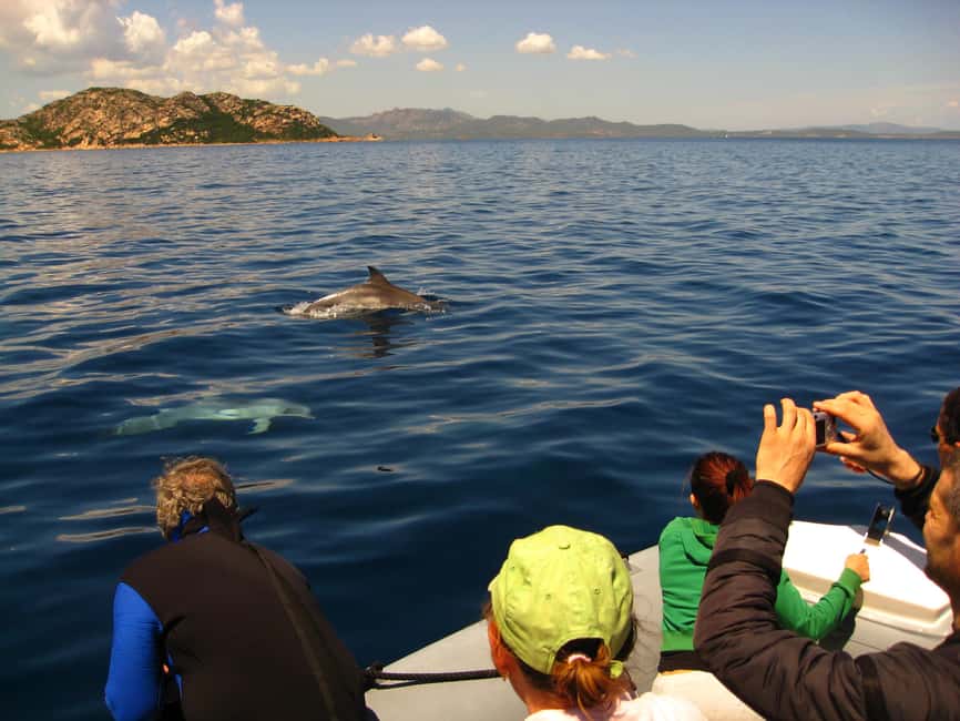 Dolphins: Dolphin Watching Tour and Capo Figari by Raft - Dolphins first, Capo Figari second