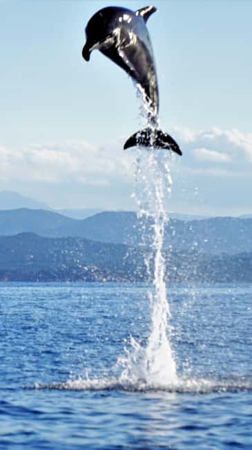 Dolphins: Dolphin Watching Tour and Capo Figari by Raft - Along the cliffs of Capo Figari