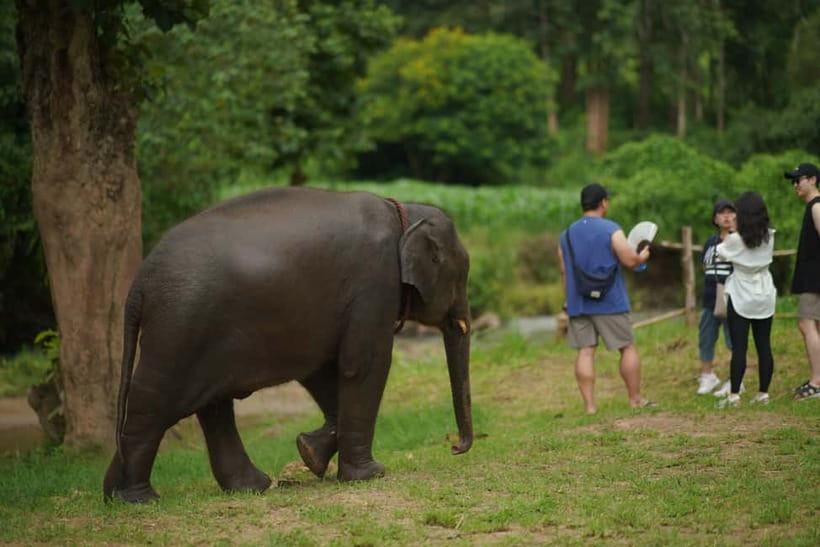 Elephant Habitat Park Feeding Entry & Rafting Van Transfer - A calm 45-minute bamboo raft ride