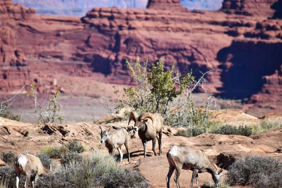 From Moab: Canyonlands 4x4 Drive and Colorado River Rafting - Who gets the best value from this tour